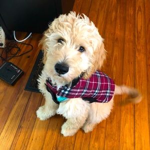 Reversible puppy vest